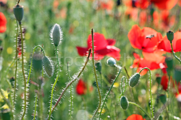 Papavero fiore primavera stagione fiori Foto d'archivio © goce