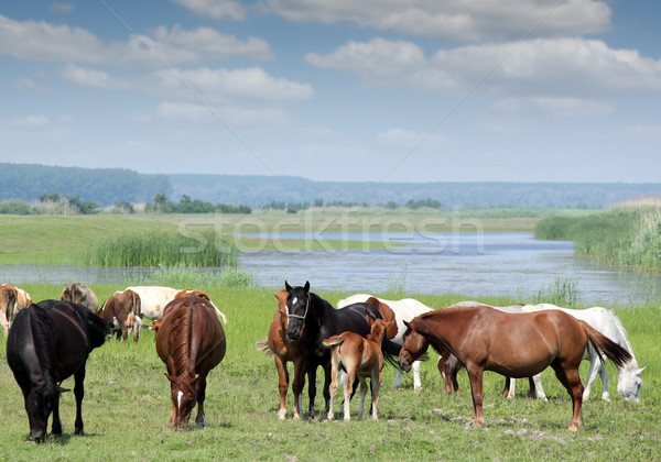 лошадей пастбище небе трава природы лошади Сток-фото © goce