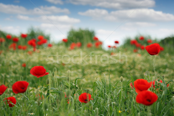 Czerwony maki kwiaty dziedzinie wiosną sezon Zdjęcia stock © goce