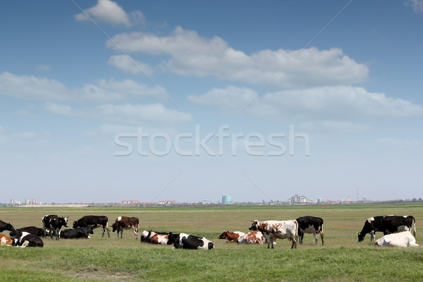 Stock photo: cows on pasture with city in background