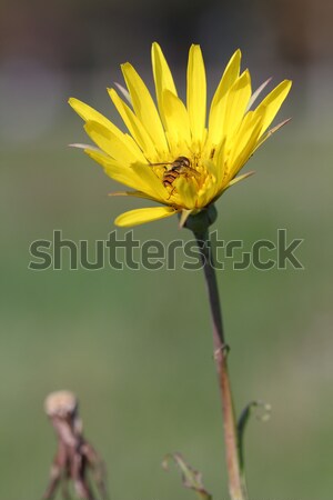 Stok fotoğraf: Arı · sarı · karahindiba · çiçek · bahar · sezon