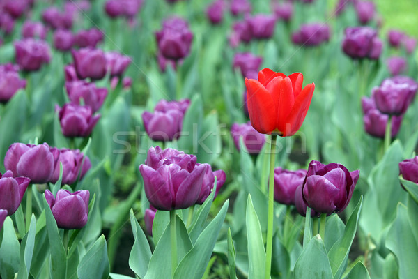 purple and one red tulip flower Stock photo © goce