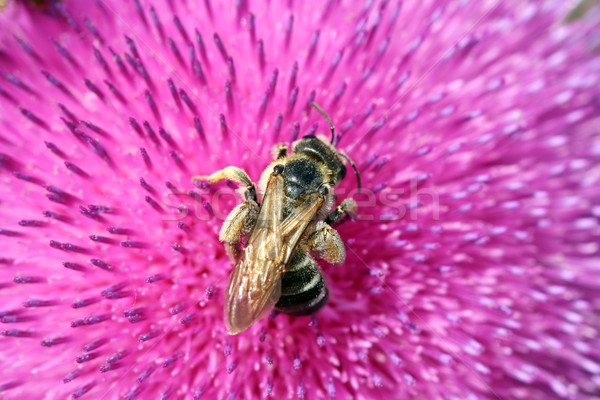 Biene Blume Natur Blumen Hintergrund Stock foto © goce