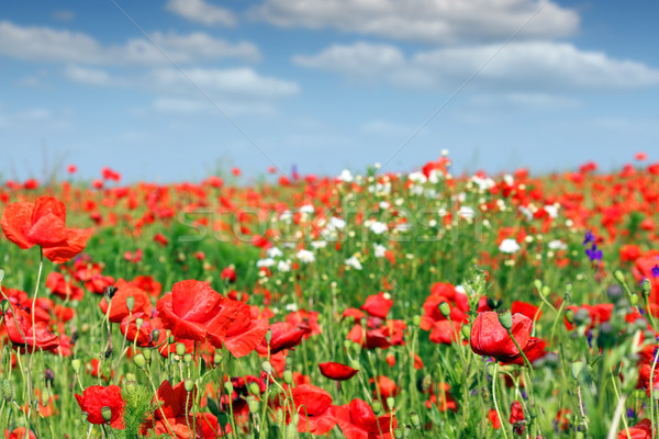 poppies flower meadow landscape spring season Stock photo © goce
