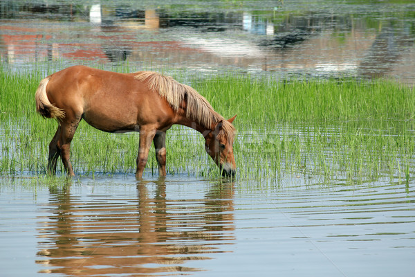 Stock photo: brown horse standing in the water and grazing
