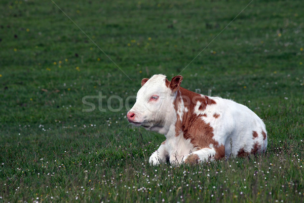 Zöld fű természet tehén farm szabadtér szarvasmarha Stock fotó © goce