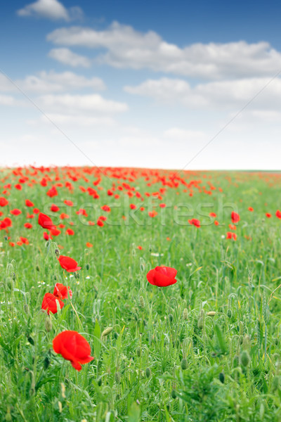 Primavera fiori di campo prato panorama natura estate Foto d'archivio © goce