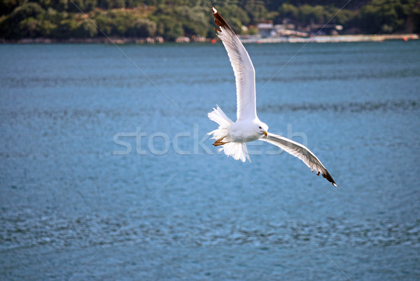 Martı uçan deniz su doğa kuş Stok fotoğraf © goce