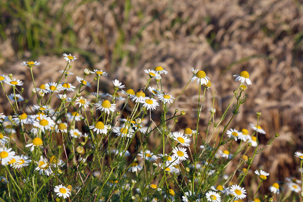 chamomile and bee spring season Stock photo © goce