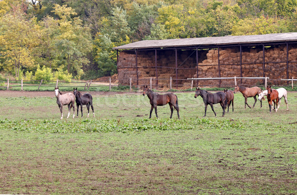Stock fotó: Nyáj · lovak · farm · fű · ló · mező