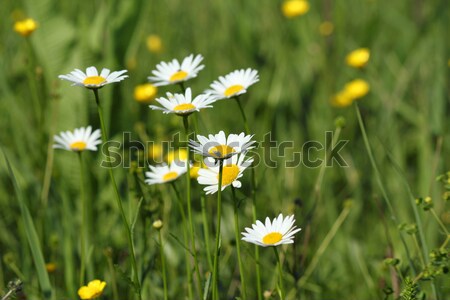 Bianco fiori di campo rugiada foglia natura estate Foto d'archivio © goce