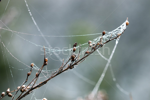 Zweig Spinne Spinnennetz Natur abstrakten Herbst Stock foto © goce