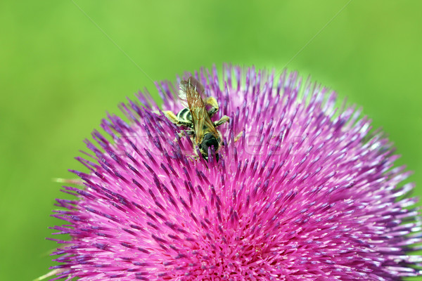 Abeja néctar naturaleza verano verde Foto stock © goce