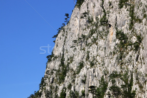 trees on rock Tara mountain Serbia landscape  Stock photo © goce