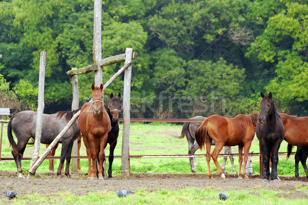 Chevaux corail nature cheval domaine vert [[stock_photo]] © goce