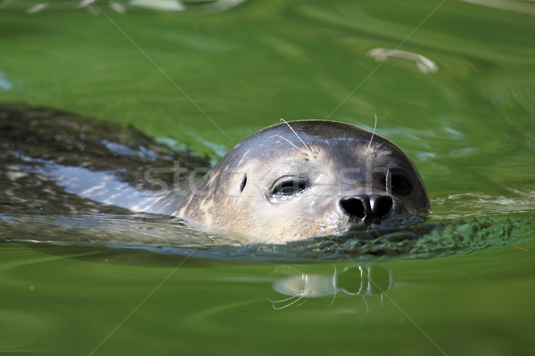 Stock foto: Siegel · Schwimmen · Natur · Tierwelt · Szene · Tiere