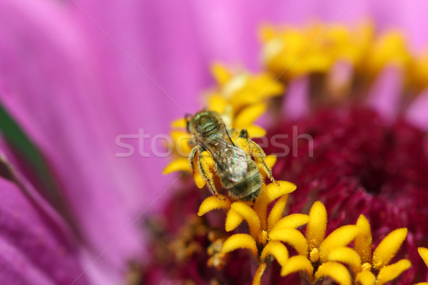 bee on flower macro nature Stock photo © goce