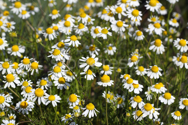 chamomile flowers meadow spring season Stock photo © goce