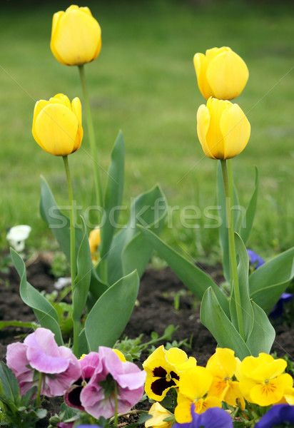 four yellow tulip flower spring season Stock photo © goce