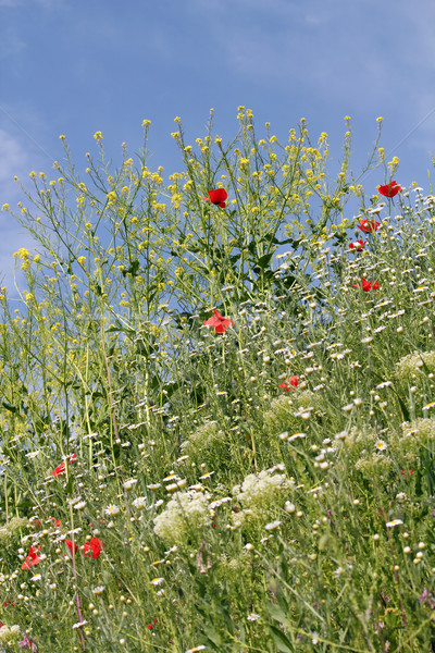 Flores Silvestres Campo Primavera Temporada Ceu Flor Foto Stock C Goce Stockfresh