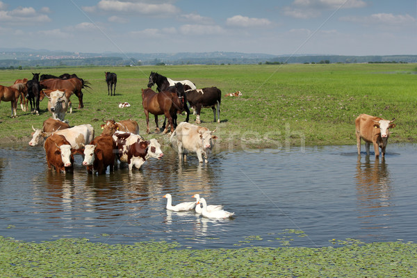 https://img3.stockfresh.com/files/g/goce/m/28/1326495_stock-photo-cows-horses-and-geese.jpg