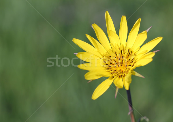 yellow dandelion flower close up spring season Stock photo © goce