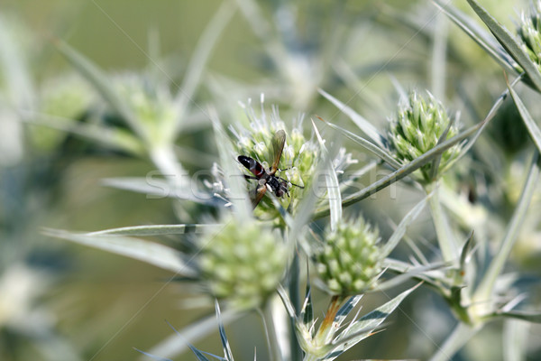 Foto d'archivio: Insetto · impianto · natura · sfondo · nero · ape