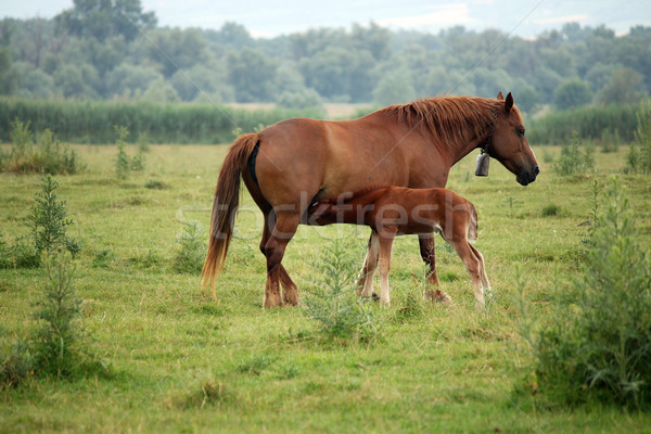 foal breastfeeding in the field Stock photo © goce