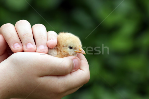 cute little chicken in child hand Stock photo © goce
