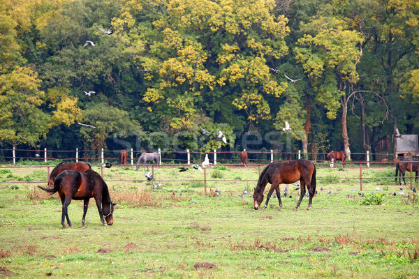 лошадей пастбище сельского хозяйства дерево трава Сток-фото © goce