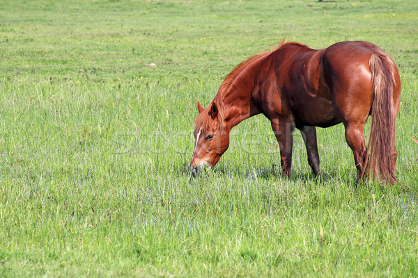 Kahverengi at yeşil ot alan yaz çiftlik Stok fotoğraf © goce