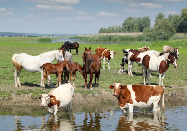 farm animals on river Stock photo © goce