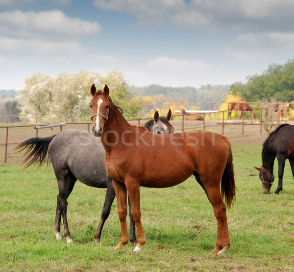 horse farm scene Stock photo © goce