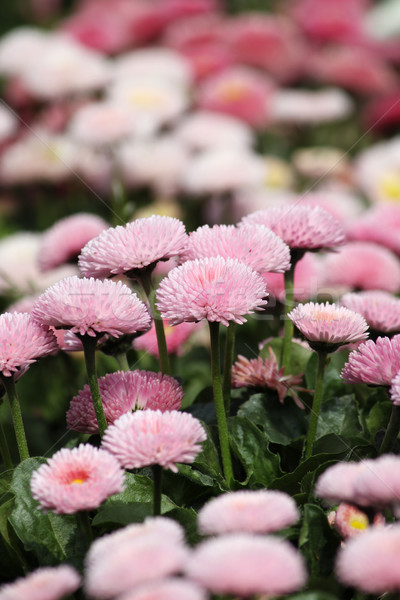 Daisy bloementuin voorjaar seizoen natuur tuin Stockfoto © goce