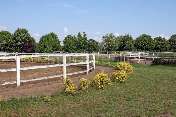 Stock fotó: Ranch · fehér · lovak · mező · farm · kerítés