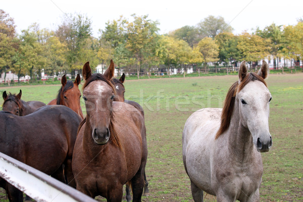 Foto stock: Rebanho · cavalos · fazenda · cavalo · campo · verde