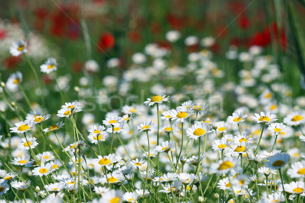 chamomile flower field spring season Stock photo © goce