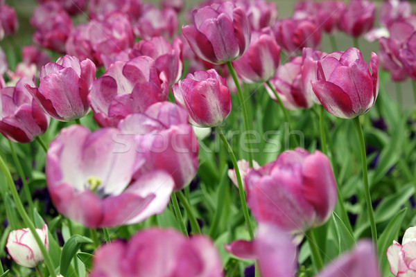 tulip flower garden spring season Stock photo © goce