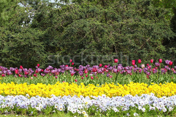 Colorido jardim de flores árvore primavera natureza jardim Foto stock © goce