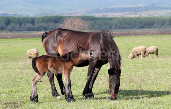 лошади жеребенок пастбище природы фермы смешные Сток-фото © goce