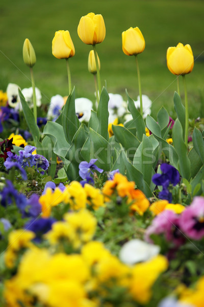 Amarillo tulipán jardín de flores primavera temporada naturaleza Foto stock © goce