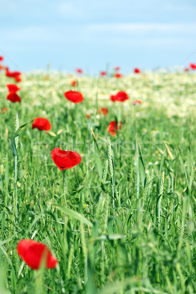 red poppy flowers and green wheat spring season Stock photo © goce