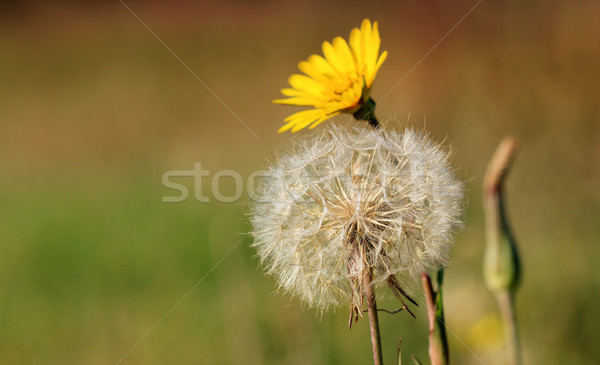 dandelion flower on meadow spring season Stock photo © goce
