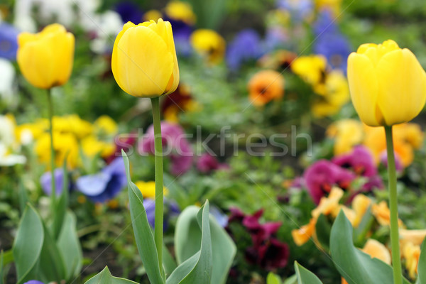 Amarelo tulipa jardim de flores primavera natureza Foto stock © goce