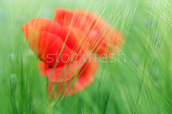 red poppies flower in green field spring season Stock photo © goce