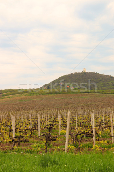 Vineyard under hill landscape agriculture Stock photo © goce