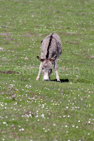 donkey on pasture farm scene Stock photo © goce
