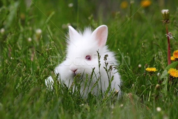 Zwerg weiß bunny grünen Gras Frühling Baby Stock foto © goce