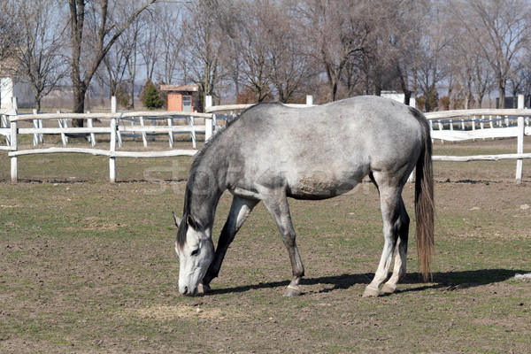 grey horse in corral farm scene Stock photo © goce