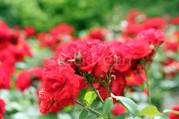 Rosas vermelhas jardim de flores primavera temporada flor folha Foto stock © goce